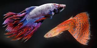 Guppy Fish And Betta Fish Can You Keep Them In Same Aquarium