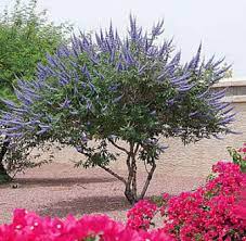 From pale lilac to deep violent, we rounded up our favorite purple blooms. Chaste Tree Horticulture Unlimited