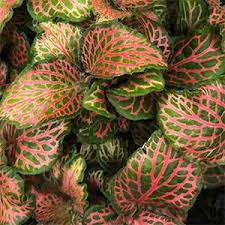 You love your cat and he is part of your family. How To Grow Fittonia Nurseries Online