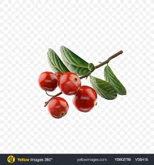 Your plant transparent background stock images are ready. Download Branch Of Lingonberry Transparent Png On Yellow Images