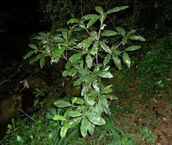 Image result for Englerophytum natalense