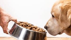 16 Dog Food Brands May Be Linked To Canine Heart Disease