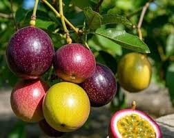 Image result for Pycreus macranthus