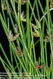 Image result for Schoenoplectus erectus
