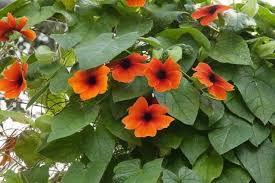 Image result for Stomatostemma monteiroae