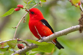 صور طيور وعصافير في الطبيعه رائعة جدا أجمل صور الطيور صور