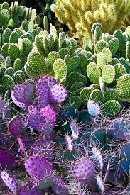 In fact, these epiphytic succulents are native to the. Christmas Cactus Cactus Garden Desert Garden Desert Botanical Garden