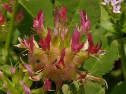Image result for Trifolium spumosum