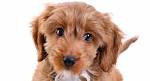 Cockapoo - A Complete Guide To The Cocker Spaniel Poodle Mix