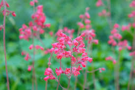 As spring approaches it is time to access the garden and plan for the upcoming season. 30 Pink Flowers For Gardens Perennials Annuals With Pink Blossoms