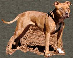 Black American Pit Bull Terrier Puppies Pin On Animal