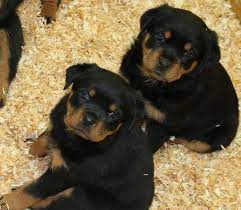 Maybe you would like to learn more about one of these? King Rottweilers Produces Healthy Rottweiler Puppies For Sale Our Rottweiler Puppies Are Produced Adhe Rottweiler Funny Rottweiler Puppies For Sale Rottweiler