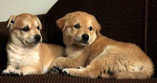 Adopting a pet isn't as easy as walking into a shelter and saying, i choose you. most shelters and rescue organizations pet adoption contracts and pet protection agreements are important legal protections for both you and your pet. Visit These 7 Dog Shelters In Delhi Lbb Delhi