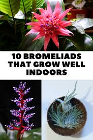 Check spelling or type a new query. Pin On Houseplant Care