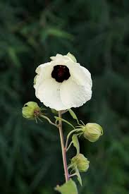 Image result for Hibiscus vitifolius