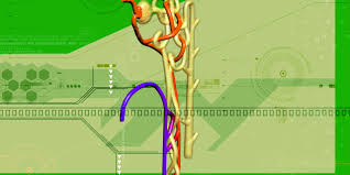 Nephron The Functioning Unit Of The Kidney Interactive