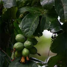 Image result for Coccinia adoensis