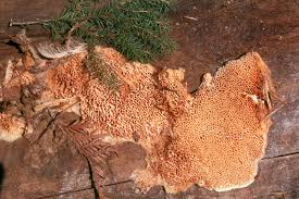 Image result for Pycnoporellus alboluteus