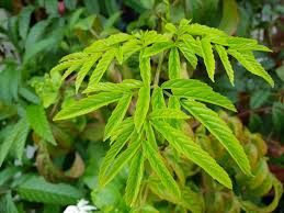 Image result for Leea