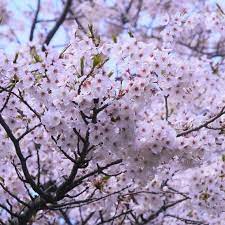 Yoshino Flowering Cherry Blossom Tree 3 4 Etsy In 2020 Cherry Blossom Tree Yoshino Cherry Tree Blossom Trees
