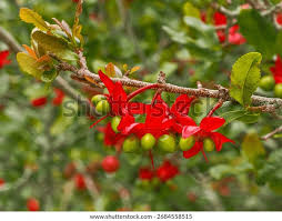 Image result for Ochna atropurpurea