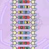 Molecule and go through the process of dna replication. 1