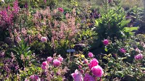 Centennial drive below the botanical garden is closed 3 hours prior to kickoff. Garden Of Old Roses Uc Botanical Garden At Berkeley Youtube