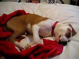 Dog Crying In Sleep Youtube