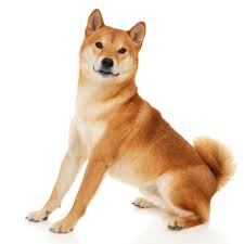 Shiba Inu