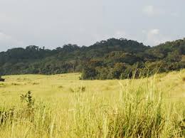 Grasslands have many names—prairies in north america, asian steppes, savannahs and veldts in africa, australian rangelands, and pampas, llanos and cerrados in south america. Grasslands Habitats Wwf