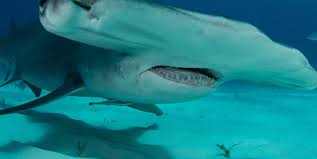 General description the great hammerhead shark has a wide, thick head with the eyes at the margins. Fascinating Hammerhead Shark Facts Plus Range Map Seethewild