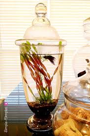 According To Marthastewart Com Anubias Can Be Fully Submerged Underwater This Plant Keeps Water Algae Free Another Opportun Apothecary Jars Betta Fish Betta