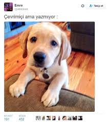 Anlamli Dusundurucu Eglenceli Guzel Komik Konusan Resimler Konusan Resimler Www Kizlarinsirlari Club Resimler Yavru Kopek Kopek