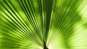 Environmentally Friendly Yoga Products Green Living Eco Friendly House Eco Friendly Bedroom