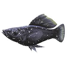 Aquarium Fish Diseases And How To Spot Them Tetra Aquarium Tetra Fish Aquarium Fish Tropical Fish Store