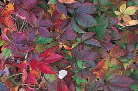 Maybe you would like to learn more about one of these? Top 10 Backyard Vines With Fall Flair Birds And Blooms