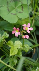 Image result for Oxalis tetraphylla