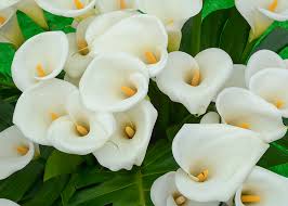 I fiori e gli allestimenti floreali venivano utilizzati i fiori sono gioielli della natura, con la loro ricchezza, ella. Fiori Calle