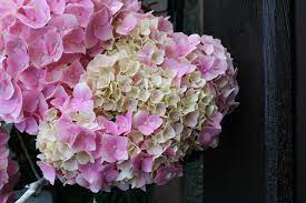 Hier erfährst du, wie man hortensien pflanzt, pflegt und trocknet, damit du pee gee hydrangea (h. Wann Bluhen Hortensien Beginn Und Dauer Der Blutezeit Hausgarten Net