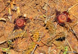 Image result for Duvalia polita