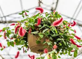 20 Flowering Houseplants That Will Add