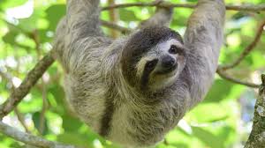 Living creature that can move. Costa Rica Animal Photos Campaign Aims To Stop Animal Selfies