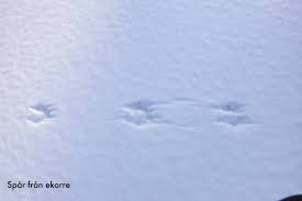 Efter en lyckad jakt smygjakt efter dovhjort, kanske smygjaktens formel 1. Manga Spar I Snon Likstammen