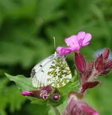 Image result for Diclis tenella