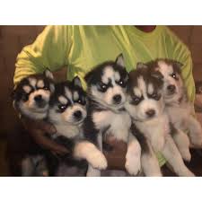 Find the perfect puppy for sale in houston, texas at next day pets. 5 Beautiful Blue Eyed Adorable Siberian Husky Puppies In New Berlin Wisconsin Puppies For Sale Near Me
