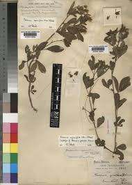 Image result for Pearsonia cajanifolia