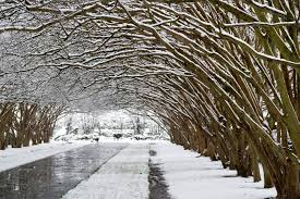 I M Dreaming Of A White Christmas Dallas Arboretum And Botanical Garden Dallas Dallas Arboretum Crape Myrtle Arboretum
