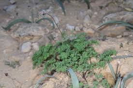 Image result for Thalictrum rhynchocarpum