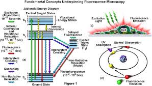 Zeiss Microscopy Online Campus Microscopy Basics