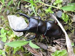 アカアシクワガタの生態や観察のポイント - 生きもの図鑑 | Hondaキャンプ | Honda公式サイト